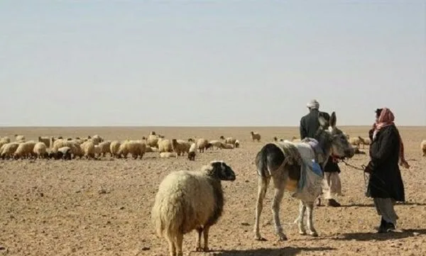 المرياع.. قائد الأغنام يسير خلف الحمار