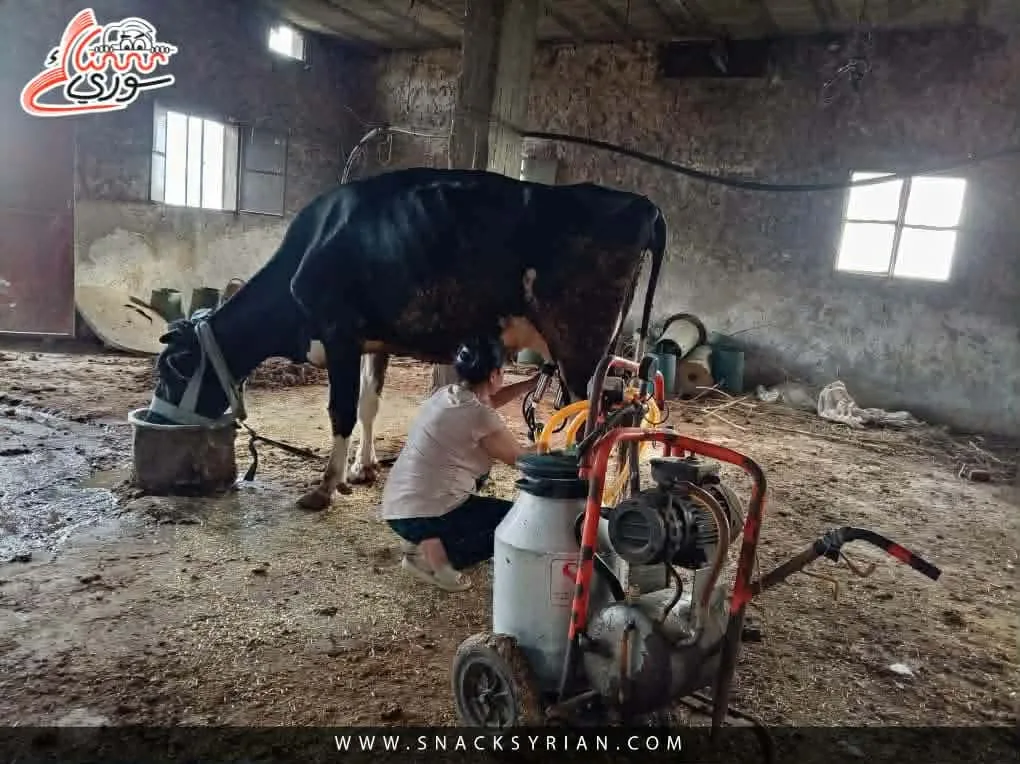 أرض صغيرة وبقرة وحيدة .. مشروع نورا ساعد الأسرة وعلّمَ الأبناء